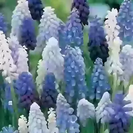 Aucheri Magic Mix